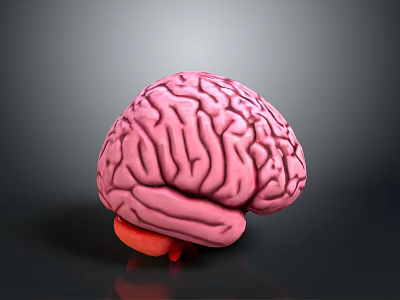 Human Brain 3D Rendered Model Featuring Pinkish Color And Detailed Anatomical Structure 3d model
