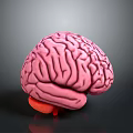 Human Brain 3D Rendered Model Featuring Pinkish Color And Detailed Anatomical Structure 3d model