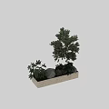 Decorative Bonsai Plant Display With Other Greenery And Stones In Light Colored Rectangular Pot