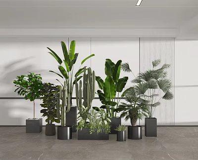 Various Potted Plants In Black Pots With White Walls And Gray Floor Modern Minimalist Space 3d model