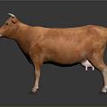 3D Rendered Orange Cow Standing On Black Background With Clear Reflection