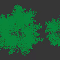 Two Weeping Willow Trees With Green Hanging Branches And Shadows On Gray Background
