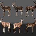 Six Antelopes in Various Standing Poses on Gray Background Display Wildlife Features