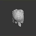 Turtle Cartoon Turtle Snapping Turtle Chickbill Turtle Reptile Cold Blooded Animal Reptile Class 3d model