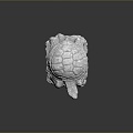 Turtle Turtle Cartoon Turtle Snapping Turtle Chickbill Turtle Reptile Cold Blooded Animal Reptile Reptile Class 3d model