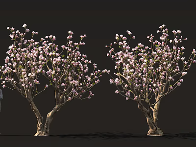 Blooming Flowering Trees With Dense Pink Blossoms And Natural Trunks 3d model