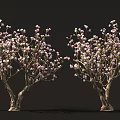 Blooming Flowering Trees With Dense Pink Blossoms And Natural Trunks