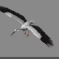 White Stork With Black Wings Spreading Wings And Long Red Legs Standing On Gray Background