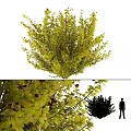 Lush Green Arbor With Dense Foliage Red Fruits And Branch Details