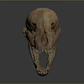 High Quality Anatomical Animal Skull Medical Device For Medical Education And Research
