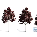Crimson Leaf Arbor With Lush Dense Foliage And Slender Trunk In Garden