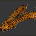 Beautiful Orange Butterfly With Black Spots On Wings Against Dark Background