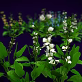 Colorful Butterflies Resting On Green Plants With White Purple Red Flowers Against Black Background