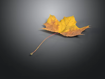 Vibrant Autumn Maple Leaf with Yellow and Orange Tones on Dark Background 3d model