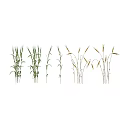 Lush Green Wheat and Golden Corn Plants in Different Growth Stages
