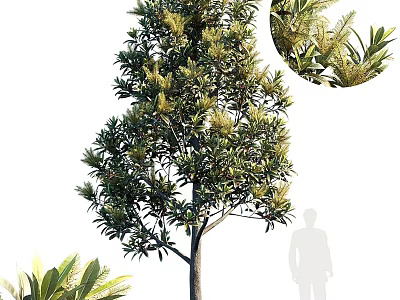 Evergreen Arbor With Lush Green Yellow Leaves Brown Trunk Detailed Foliage And Human Silhouette 3d model