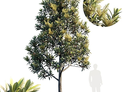 Trees model