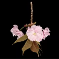 Beautiful Pink Cherry Blossom Flower Cluster With Fresh Leaves And Black Background