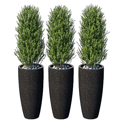 Three Green Bonsai Plants in Black Tall Planters with White Pebbles 3d model