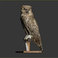 Detailed Owl Taxidermy Mounted on Wooden Base with Clear Support