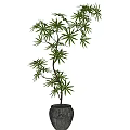 Bonsai Potted Plants With Slender Trunks And Lush Green Leaves In Patterned Ceramic Pots