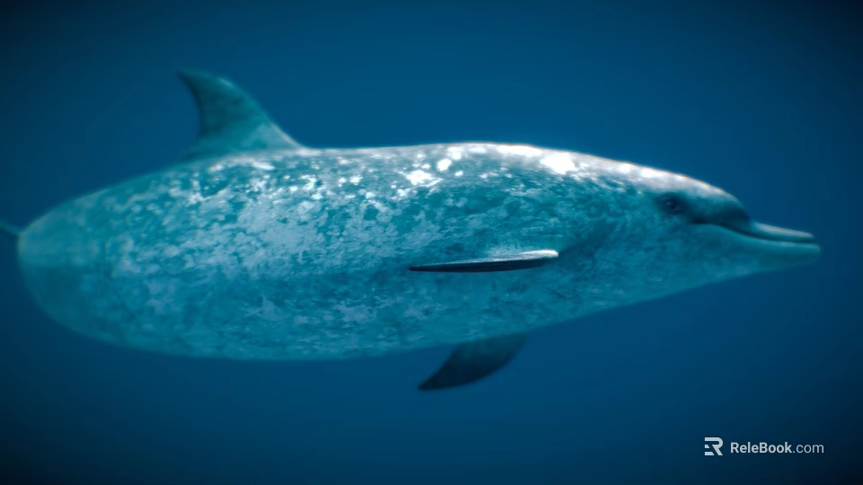 Graceful Dolphin Swimming In Blue Ocean Water With Smooth Blue Gray Skin 3d model 