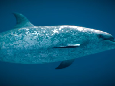 Graceful Dolphin Swimming In Blue Ocean Water With Smooth Blue Gray Skin 3d model