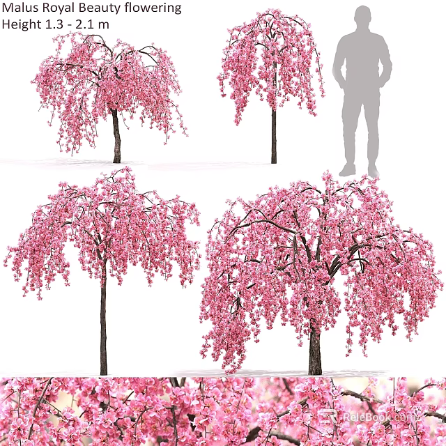 Garden Ornamental Pink Cherry Blossom Trees With Blooming Flowers And Graceful Branches 3d model 