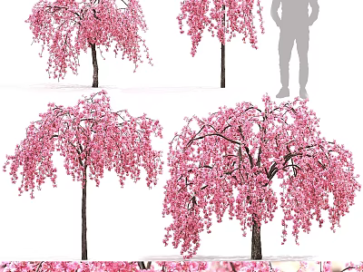 Garden Ornamental Pink Cherry Blossom Trees With Blooming Flowers And Graceful Branches 3d model