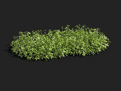Vibrant Aquatic Plants With Lush Green Foliage In Natural Water Habitat 3d model