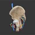 Anatomical Pelvis 3D Model With Detailed Vascular Structure And Colored Blood Vessels