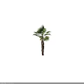 Tall Palm Tree With Green Fronds And Textured Trunk Natural Form