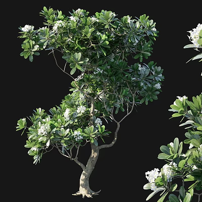Elegant Evergreen Tree with Lush Green Leaves White Flowers and Graceful Branches 3d model