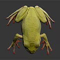 Green Frog With Red Toes On Dark Surface Showing Reflection 3d model