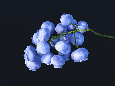 Cluster of Blue Berry Like Flowers With Green Stem On Black Background 3d model