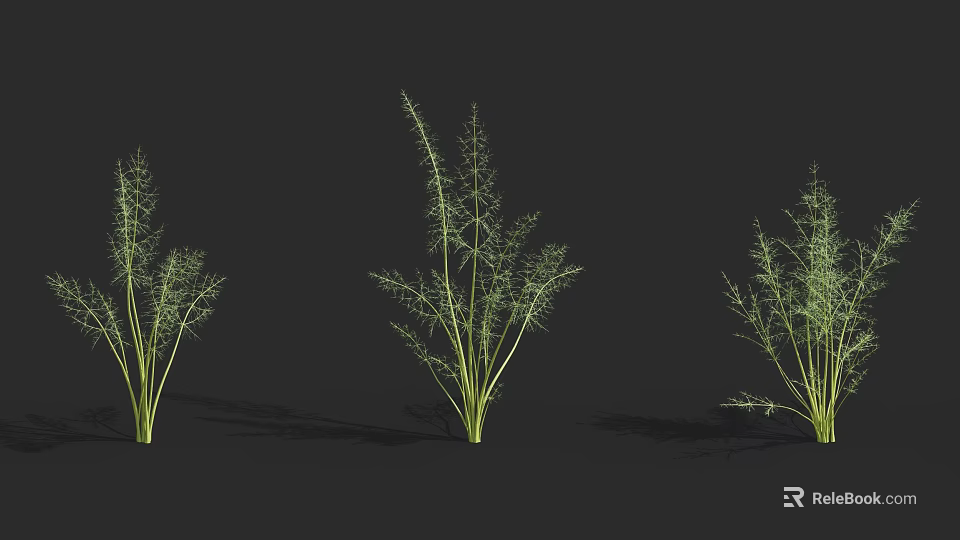 Three Green Herbal Plants With Slender Stems And Feathery Leaves On Black Background 3d model 