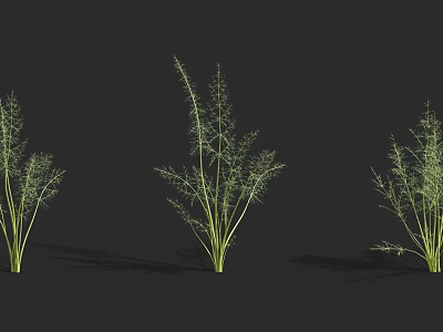 Three Green Herbal Plants With Slender Stems And Feathery Leaves On Black Background 3d model