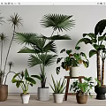 Various Indoor Potted Green Plants With Palm Leaves In Terracotta White Pots And Wooden Stand