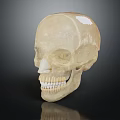 Human Skull Anatomical Model Showing Detailed Bone Structure And Dental Features 3d model