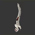 Human Spine Anatomical Model Showing Lumbar Region Red Markers And Pelvis Structure