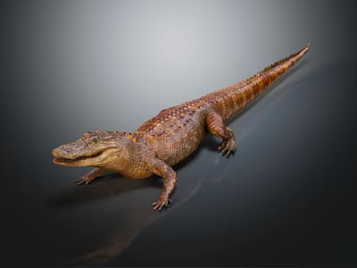 Realistic 3D Rendered Aquatic Crocodile Featuring Brown Skin Lying On Dark Background 3d model