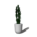 Bonsai Potted Cactus Plant With White Ceramic Pot Indoor Green Decorative Succulent