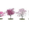 Colorful Flowering Trees With Pink And Purple Blossoms In A Row