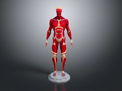 Human Limb Muscle Anatomy Model Displaying Full Detailed Muscular Structure 3d model