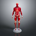 Human Limb Muscle Anatomy Model Displaying Full Detailed Muscular Structure