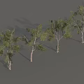 Different Arbor Trees with Green Foliage and Various Trunk Shapes in Display Arrangement