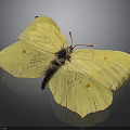 Bright Yellow Butterfly With Orange Spots On Spread Delicate Wings Displayed Clearly