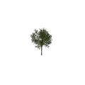 Lush Green Leaf Tree and Climbing Ivy Plant Combination with Wrapped Trunk and Foliage