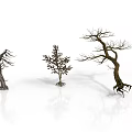Three Dead Trees with Various Shapes on White Background with Reflections