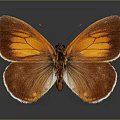 Vibrant Orange Brown Butterfly With Shiny Wings And Detailed Patterns Against Gray Background